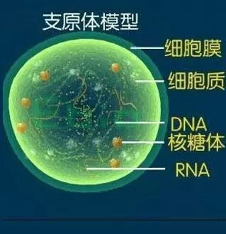 女性支原体阳性严重吗